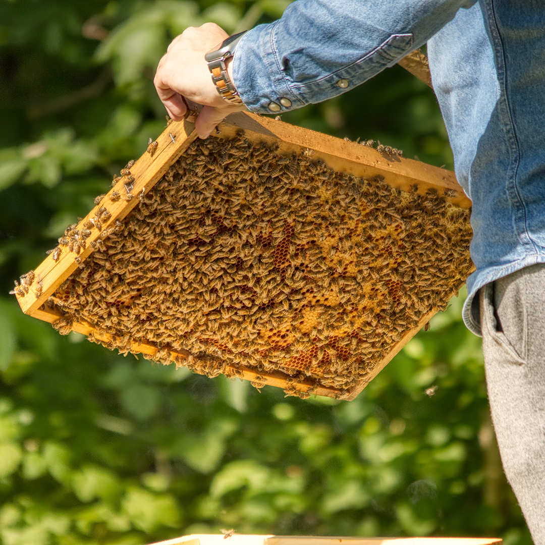 Bienen Vögl